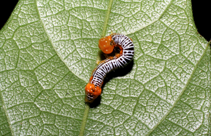  Larva en posición dorsal de <i>Cropia rivulosa</i></i> (Noctuidae), PPU estadio. Sector Pitilla, Pasmompa. Voucher 05-SRNP-34811-DHJ420481.jpg.