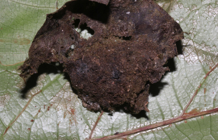  Pupa de <i>Cropia rivulosa</i></i> (Noctuidae). Sector Pitilla, Sendero Naciente. Voucher 18-SRNP-30747-DHJ744814.jpg.