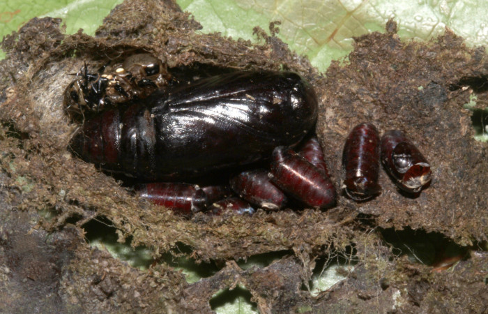  Pupa de <i>Cropia rivulosa</i></i>(Noctuidae). Sector Pitilla, Sendero Naciente. Voucher 18-SRNP-30747-DHJ744816.jpg.