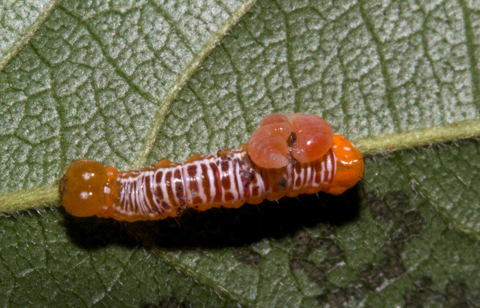  Larva de párasitos en <i>Cropia rivulosa</i></i> (Noctuidae),PPU sector Pitilla. Voucher 19-SRNP-30231-DHJ749323.jpg.