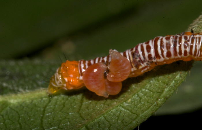  Larva de párasitos en <i>Cropia rivulosa</i></i> (Noctuidae),PPU sector Pitilla. Voucher 19-SRNP-30231-DHJ749324.jpg.