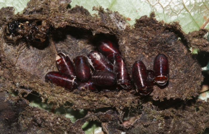  Puparios de párasitos en <i>Cropia rivulosa</i></i> (Noctuidae),pupa sector Pitilla, Sendero Naciente. Voucher 18-SRNP-30747-DHJ744817.jpg.