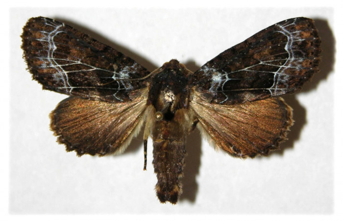 . Adulto hembra de <i>Cropia rivulosa</i></i> (Noctuidae) en posición dorsal. Sector Santa Elena, Casa Potrero Grande. Voucher 04-SRNP-14951-DHJ314174.