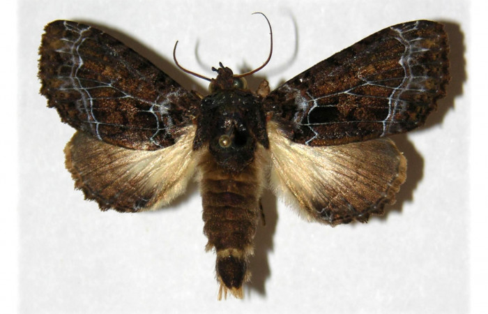  Adulto macho de <i>Cropia rivulosa</i></i> (Noctuidae) en posición dorsal. Sector Cacao, Cuesta Caimito. Voucher 03-SRNP-4990-DHJ314816.