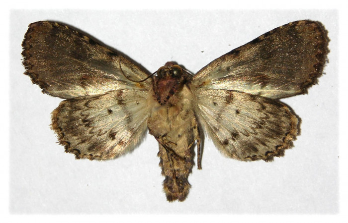  Adulto hembra de <i>Cropia rivulosa</i></i> (Noctuidae) en posición ventral. Sector Santa Elena, Casa Potrero Grande. Voucher 04-SRNP-14951-DHJ314175.