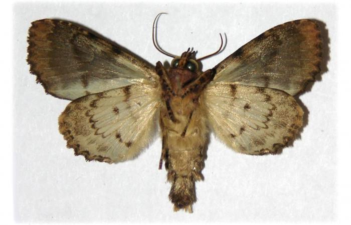 Adulto macho de <i>Cropia rivulosa</i></i> (Noctuidae) en posición ventral. Sector Cacao, Cuesta Caimito. Voucher 03-SRNP-4990-DHJ314817.