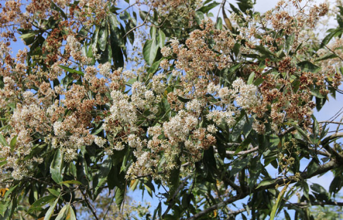  <i>Cordia alliodora</i></i> (Boraginaceae), panta hospedera de <i>Cropia rivulosa</i></i> (Noctuidae). Sector San Cristóbal, Quebrada Garcia. Foto, Gloria Siezar, 16 Diciembre 2019.

