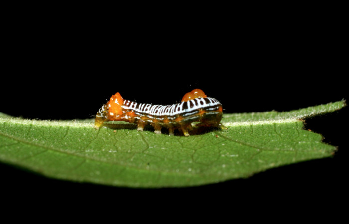  Larva en posición lateral de <i>Cropia rivulosa</i></i> (Noctuidae), PPU estadio. Sector Pitilla, Pasmompa. Voucher 05-SRNP-34811-DHJ420480.jpg.