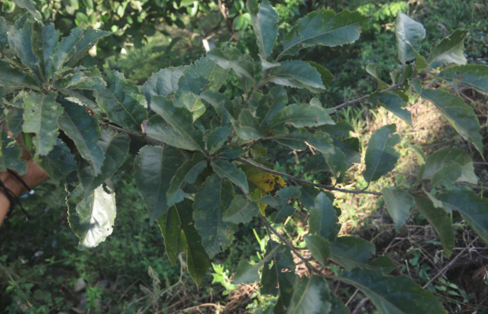  <i>Cordia alliodora</i></i> (Boraginaceae), panta hospedera de <i>Cropia rivulosa</i></i> (Noctuidae). Sector San Cristóbal, Quebrada Garcia. Foto, Gloria Siezar, 16 Diciembre 2019. 
