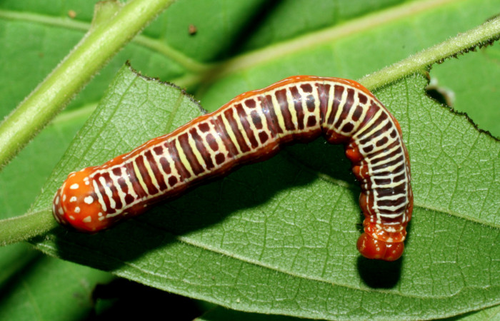  Larva en posición dorsal de <i>Cropia rivulosa</i></i> (Noctuidae), U estadio. Sector Pitilla, Pasmompa. Voucher 05-SRNP-34811-DHJ420482.jpg.