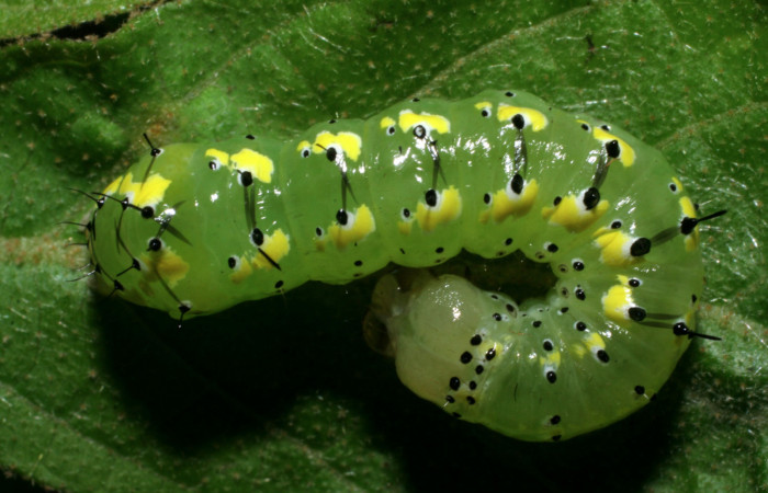  Larva en posición dorsal de <i>Cropia rivulosa</i></i> (Noctuidae), PU estadio. Sector San Cristóbal, Quebrada Garcia. Voucher 08-SRNP-4822-DHJ437715.jpg.