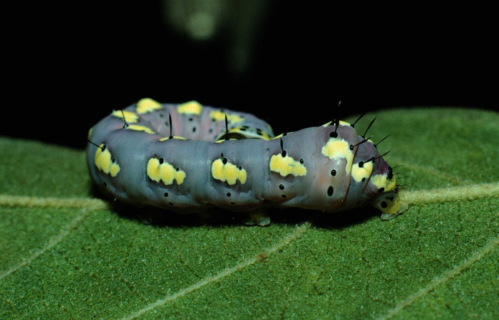  Larva en posición lateral de <i>Cropia rivulosa</i></i> (Noctuidae), U estadio. Sector Santa Rosa, Area Administrativa. Voucher 90-SRNP-2195-DHJ13455.jpg.
