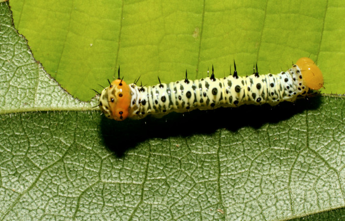  Larva en posición dorsal de <i>Cropia rivulosa</i></i> (Noctuidae), PU estadio. Sector Pitilla, Estación Quica. Voucher 08-SRNP-08-SRNP-71630-DHJ444441.jpg.