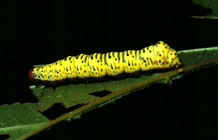  Larva en posición lateral de <i>Cropia rivulosa</i></i> (Noctuidae), U estadio. Sector Santa Rosa, Bosque húmedo. Voucher 81-SRNP-694-DHJ2891.jpg.
