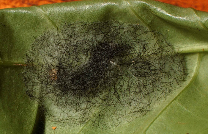 Figura 7. Capullo de <i>Cacostatia sapphira</i></i> (Erebidae) Sector San Cristóbal, Sendero Pinyal. Voucher 00-SRNP-316-DHJ52577.jpg. 