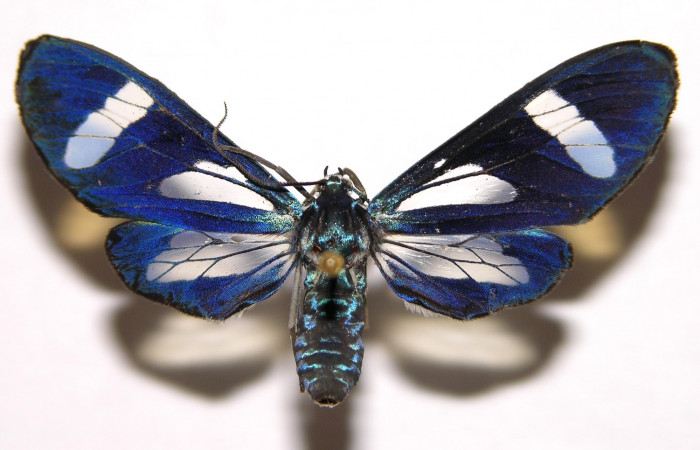 Figura 9. Adulto hembra de <i>Cacostatia sapphira</i></i> (Erebidae). Vista dorsal. Voucher  02-SRNP-3243-DHJ93100.jpg.