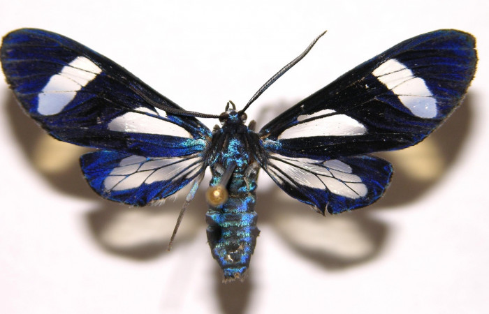 Figura 11. Adulto hembra de <i>Cacostatia sapphira</i></i> (Erebidae). Vista dorsal. Voucher 02-SRNP-480-DHJ93106.jpg.