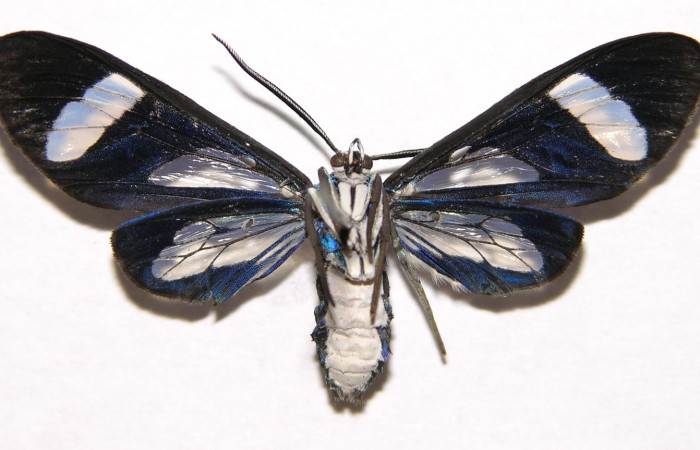 Figura 12. Adulto hembra de <i>Cacostatia sapphira</i></i> (Erebidae). Vista ventral. Voucher 02-SRNP-480-DHJ93107.jpg.