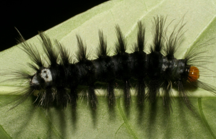 Figura 1. <i>Cacostatia sapphira</i></i> (Erebidae) último estadio, posición dorsal, Estación Pitilla, Sendero Laguna. Voucher  06-SRNP-31835-DHJ412951.jpg.
