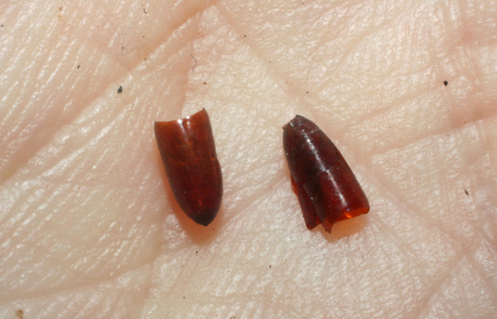 Figura 8. Pupario vacío de (mosca) <i>Pseudochaeta</i></i> Wood07 de la familia (Tachinidae), parásito de <i>Cacostatia sapphira</i></i> (Erebidae). Voucher 08-SRNP-30693-DHJ462310.jpg.