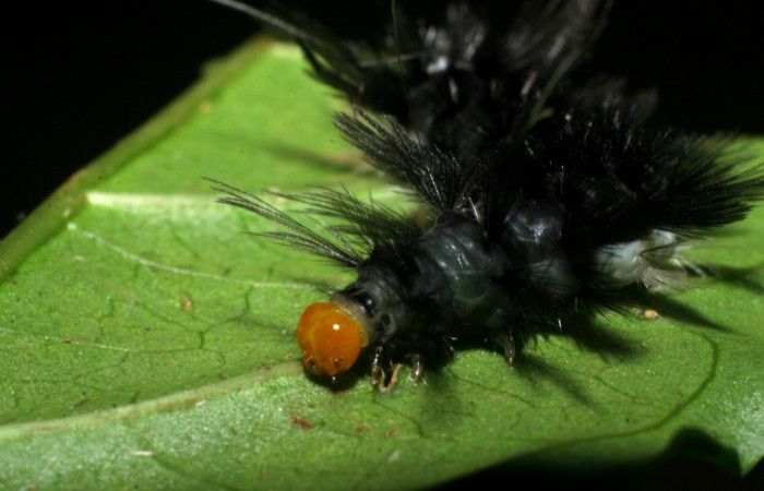 Figura 3. <i>Cacostatia sapphira</i></i> (Erebidae) último estadio, vista cabeza Sector San Cristóbal, Tajo Angeles. Voucher 08-SRNP-6041-DHJ445079.jpg.