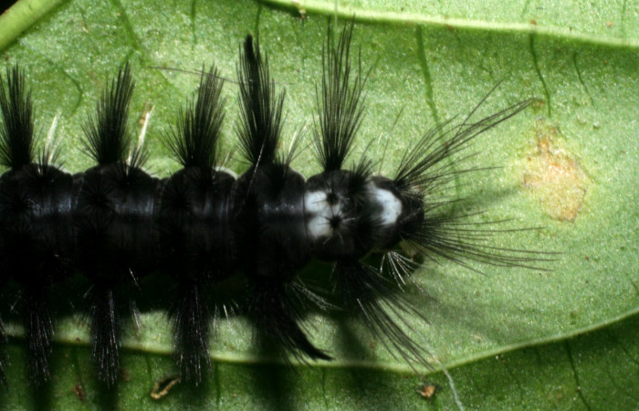 Figura 4. <i>Cacostatia sapphira</i></i> (Erebidae) último estadio, vista trasera, Sector San Cristóbal, Tajo Angeles. Voucher 08-SRNP-6041-DHJ445080.jpg.