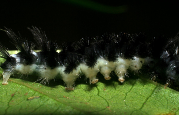 Figura 5. <i>Cacostatia sapphira</i></i> (Erebidae) último estadio, vista lateral, Sector San Cristóbal, Tajo Angeles. Voucher 08-SRNP-6041-DHJ445081.jpg.