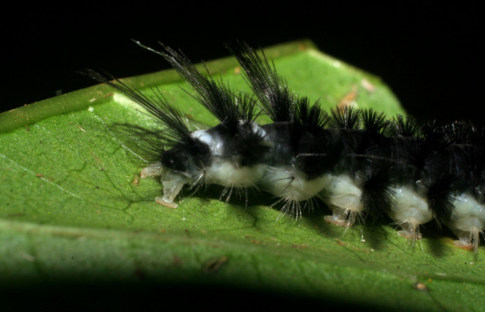 Figura 6. <i>Cacostatia sapphira</i></i> (Erebidae) último estadio, vista lateral trasera, Sector San Cristóbal, Tajo Angeles. Voucher 08-SRNP-6041-DHJ445082.jpg.