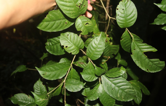 Figura 13. <i>Tabernaemontana alba</i></i> (Apocynaceae) planta hospedera de <i>Cacostatia sapphira</i></i> (Erebidae). Foto Gloria Sihezar. Estación San Gerardo Sendero Corredor.