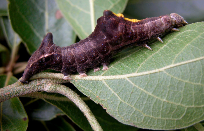 Figura 2. Larva de <i>Stauropides persimilis</i></i> (Noctuidae) Tercer estadio, posición dorsal. Voucher: 03-SRNP-6781-DHJ400835.jpg.

