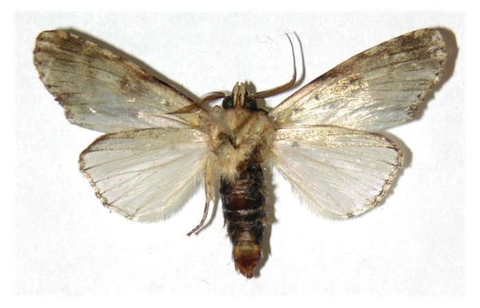 Figura 10. Adulto de <i>Stauropides persimilis</i></i> (Noctuidae), macho. Voucher: 04-SRNP-14299-DHJ312325.