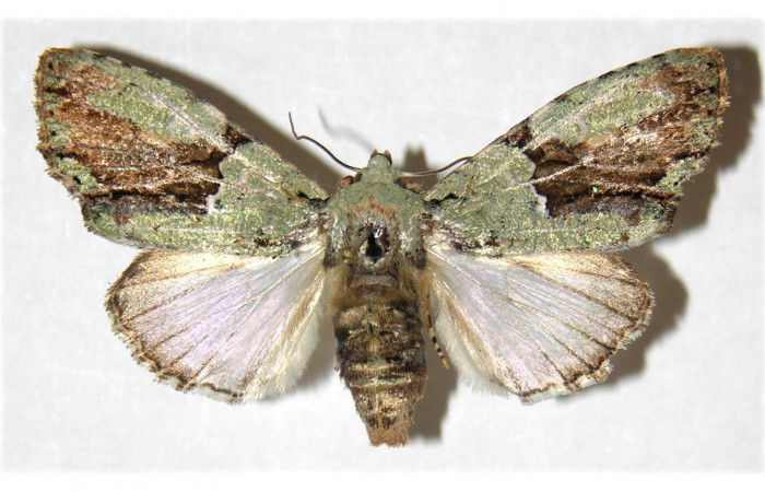 Figura 7. Adulto de <i>Stauropides persimilis</i></i> (Noctuidae), hembra. Voucher: 04-SRNP-46004-DHJ312316.