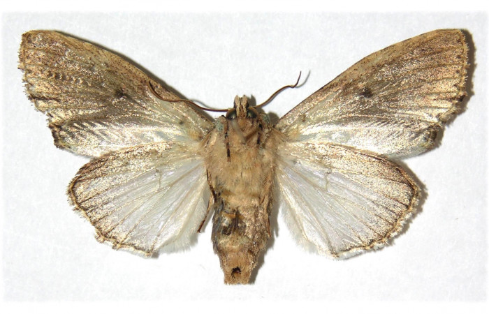 Figura 8. Adulto de <i>Stauropides persimilis</i></i> (Noctuidae), hembra. Voucher: 04-SRNP-46004-DHJ312317.
