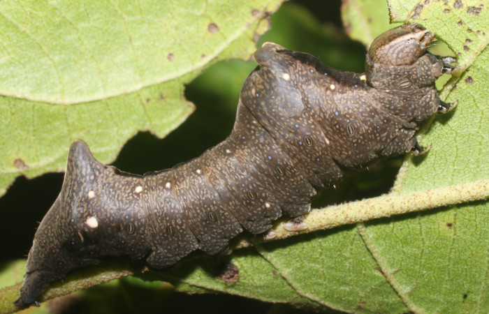 Figura 5. Larva de <i>Stauropides persimilis</i></i> (Noctuidae) último estadio, posición lateral. Voucher: 19-SRNP-2800-DHJ759149.jpg.
