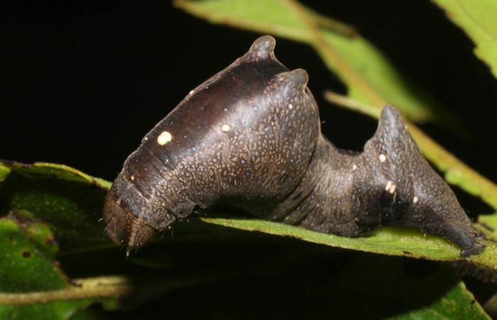 Figura 1. Larva de <i>Stauropides persimilis</i></i> (Noctuidae) último estadio, posición frontal. Voucher: 19-SRNP-2800-DHJ759152.jpg.
