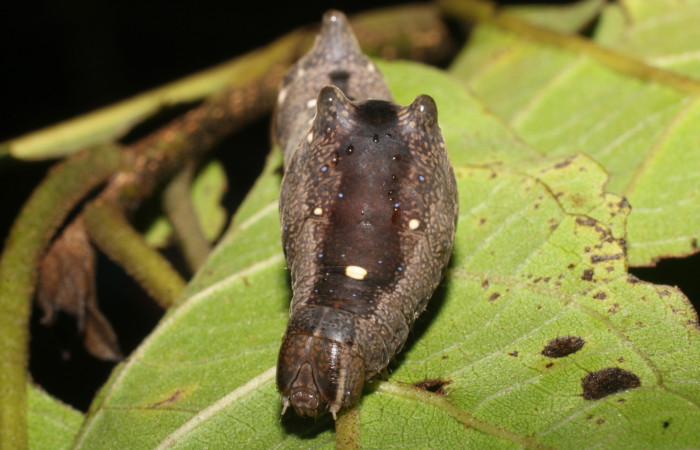 Figura 6. Larva de <i>Stauropides persimilis</i></i> (Noctuidae) último estadio, posición frontal. Voucher: 19-SRNP-2800-DHJ759156.jpg.
