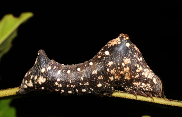Figura 3. Larva de <i>Stauropides persimilis</i></i> (Noctuidae) último estadio, posición lateral. Voucher: 19-SRNP-2801-DHJ759163.jpg.
