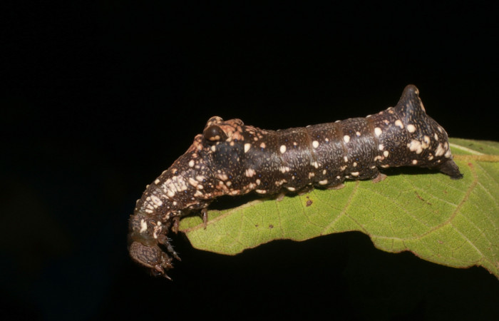 Figura 4. Larva de <i>Stauropides persimilis</i></i> (Noctuidae) último estadio, posición lateral. Voucher: 19-SRNP-2801-DHJ759171.jpg.