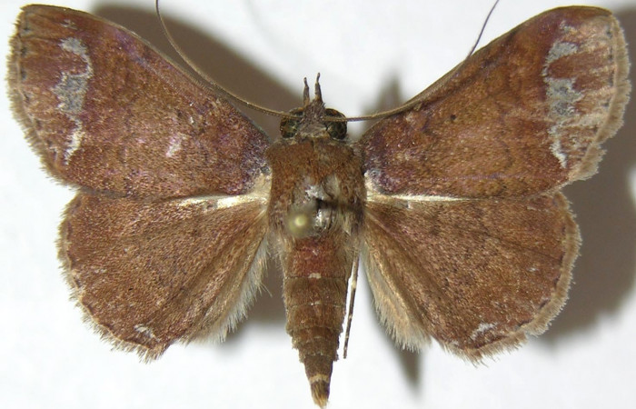 Fig.10 Adulto <i>Antiblemma amalthea</i></i>  dorsal. Voucher: 07-SRNP-33133-DHJ388720.jpg