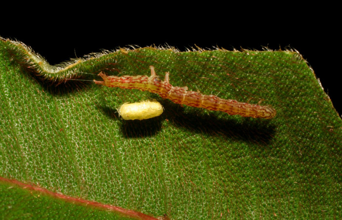 Fig.11  Cadáver y capullo de Braconidae en <i>Antiblemma fuscireticulata</i></i> . Voucher: 11 07-SRNP-41999-DHJ427680.jpg