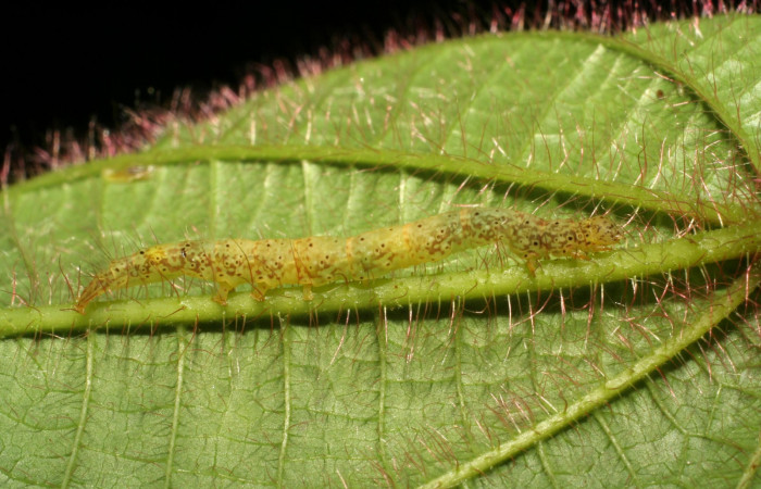 Fig.13  Larva <i>Antiblemma fuscireticulata</i></i>,  parasitada  con larvas de <i>Ceromya</i></i> Janzen34, (Tachinidae) se pueden ver a travéz de la cuticula. Voucher: 06-SRNP-30360-DHJ409879.jpg