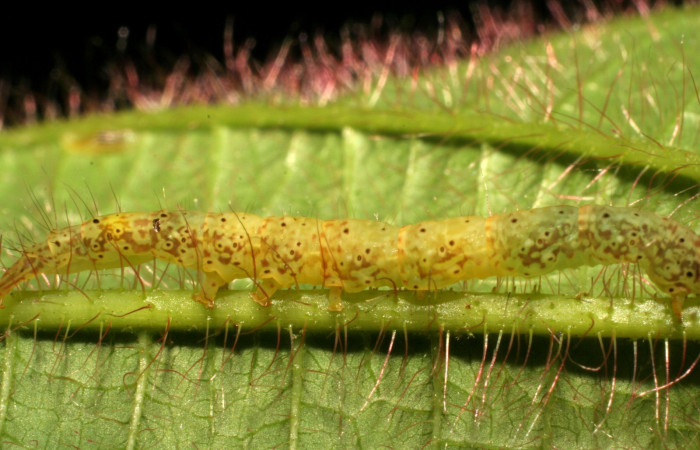 Fig.13  Larva <i>Antiblemma fuscireticulata</i></i> ,  parasitada  con larvas de <i>Ceromya</i></i> Janzen34, (Tachinidae) se pueden ver a travéz de la cuticula. Voucher: 06-SRNP-30360-DHJ409879.jpg