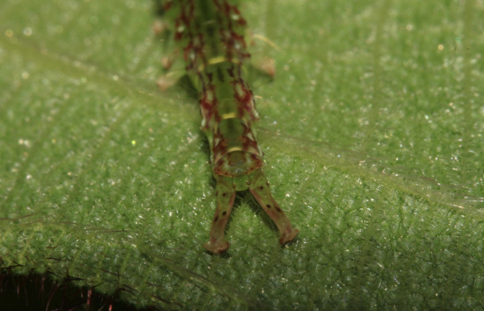 Fig.2  Larva <i>Antiblemma fuscireticulata</i></i> en último estadío mostrando la parte propatas.  Voucher: 14-SRNP-31654-DHJ721445.jpg