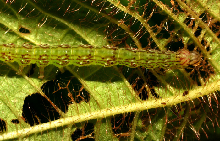 Fig.4 Larva <i>Antiblemma fuscireticulata</i></i> en último estadío mostrando la parte dorsal Voucher: 10-SRNP-32273-DHJ477311.jpg