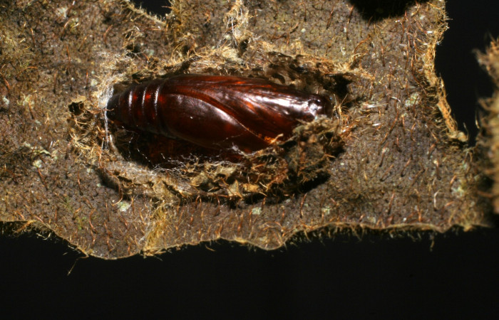 Fig. 7  Pupa </i>Antiblemma fuscireticulata , Voucher: 07-SRNP-65530-DHJ436960.JPG