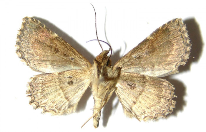 Fig.8 Adulto <i>Antiblemma fuscireticulata</i></i>  dorsal. Hembra. Voucher: 05-SRNP-34800-DHJ328188.jpg