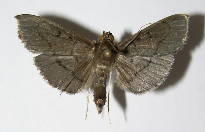 Figura. 16 Adulto <i>Syllepte</i></i> Solis22 (Crambidae), posición vista dorsal. (05-SRNP-5972-Figura. 16 Adulto <i>Syllepte</i></i> Solis22 (Crambidae), posición vista dorsal. (05-SRNP-5972-DHJ332776.jpg).