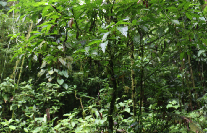 Figura. 1 Habitad <i>Psychotria jimenezii</i></i>, (Rubiaceae). Area de Conservación Guanacaste, Sector Rincón Rain Forest, Estación Leiva, Sendero Flecha, (elevación 491 metros), colectada el 2 Diciembre 2019. Foto, Jorge Hernández.