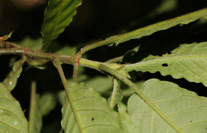 Figura. 2 Posición hojas <i>Psychotria jimenezii</i></i>, (Rubiaceae). Area de Conservación Guanacaste, Sector Rincón Rain Forest, Estación Leiva, Sendero Flecha, (elevación 491 metros), colectada el 2 Diciembre 2019. Foto, Jorge Hernández.