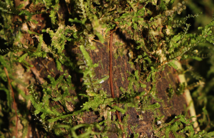 Figura. 7 Posición corteza <i>Psychotria jimenezii</i></i>, (Rubiaceae). Area de Conservación Guanacaste, Sector Rincón Rain Forest, Estación Leiva, Sendero Flecha, (elevación 491 metros), colectada el 2 Diciembre 2019. Foto, Jorge Hernández.